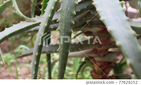 Aloe vera plant on a green background. Aloe Vera leaf close-up at the botanical garden Aloe vera plant on a green background. Aloe Vera leaf close-up at the botanical garden 77628252