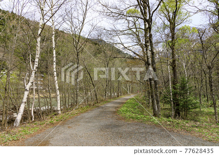 長野縣松本市旅遊勝地上高地的春天 77628435