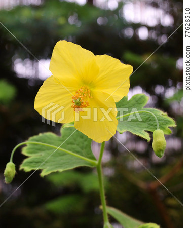 Katkartia Virosa Katkartia Virosa 77628510