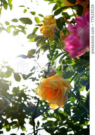 Rose flower in full bloom 77628526