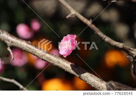 一朵梅花 77628545