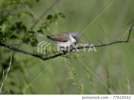 The lesser whitethroat (Curruca curruca) close-up portraits 77628562