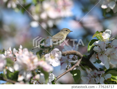 common chiffchaff (Phylloscopus collybita) and flowering apple tree 77628717