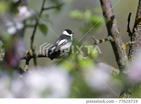 European pied flycatcher (Ficedula hypoleuca) 77628719