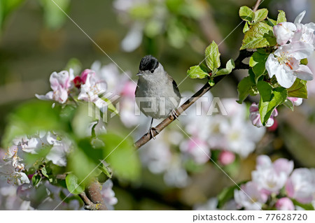 Male Eurasian blackcap (Sylvia atricapilla) close-up portrait 77628720