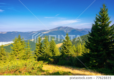 coniferous forest on the mountain hill. beautiful summer nature scenery in the morning. idyllic nature background 77628835