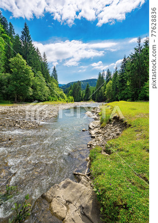 summer landscape with mountain river. water flows down the valley among grassy shore with stones and spruce forest. sunny weather with clouds on the sky summer landscape with mountain river. water flows down the valley among grassy shore with stones and spruce forest. sunny weather with clouds on the sky 77628836