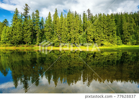 lake among spruce forest. trees reflecting on the water surface. wonderful summer scenery on a bright sunny day with fluffy clouds on the sky 77628837