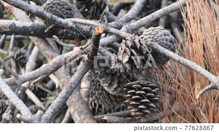 Natural Dry pine cones on the pine tree branch in the forest in a summer day. Brown nature background 77628867