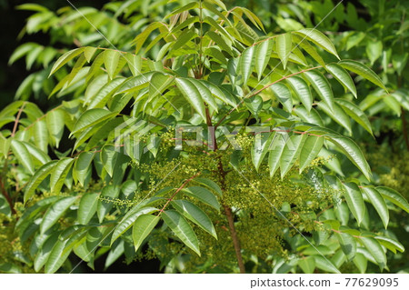 天然植物Hazenoki,雄花。光滑的葉子之間有許多黃色的小花 天然植物Hazenoki,雄花。光滑的葉子之間有許多黃色的小花 77629095
