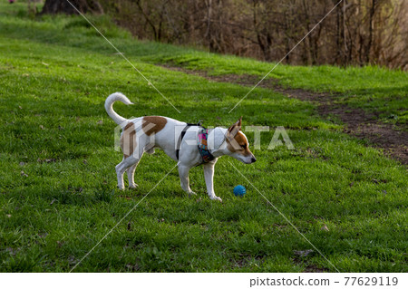 Dog Jack Russell Terrier breed in a field on green grass Dog Jack Russell Terrier breed in a field on green grass 77629119