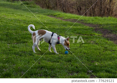 Dog Jack Russell Terrier breed in a field on green grass 77629121