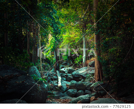 Narrow, stony hiking trail which leads through a forest of deciduous trees. Enjoy the serenity Narrow, stony hiking trail which leads through a forest of deciduous trees. Enjoy the serenity 77629125