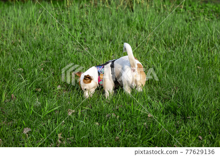 Dog Jack Russell Terrier breed in a field on green grass Dog Jack Russell Terrier breed in a field on green grass 77629136