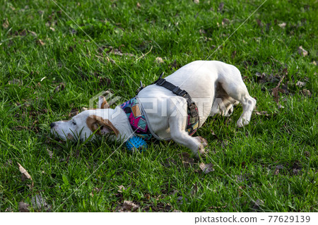 Dog Jack Russell Terrier breed in a field on green grass 77629139
