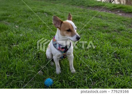 Dog Jack Russell Terrier breed in a field on green grass 77629166