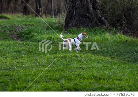 Dog Jack Russell Terrier breed in a field on green grass 77629176