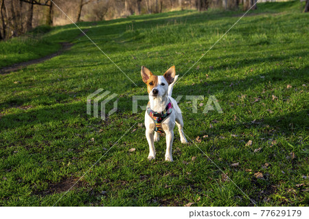 Dog Jack Russell Terrier breed in a field on green grass 77629179