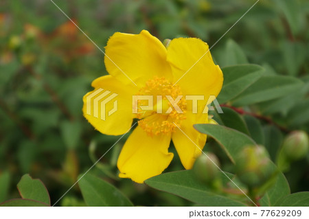 Up of the flower of the quincebai 77629209