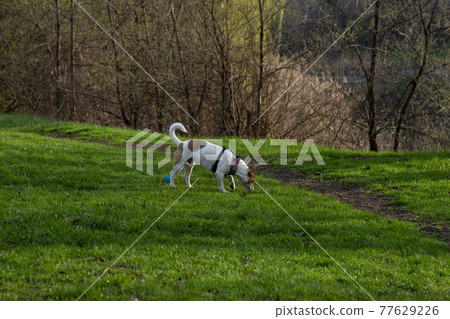 Dog Jack Russell Terrier breed in a field on green grass 77629226