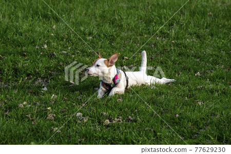 Dog Jack Russell Terrier breed in a field on green grass 77629230