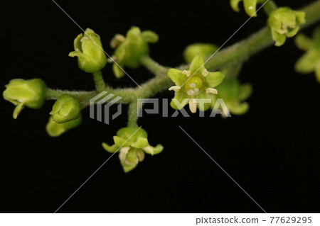Natural plant Hazenoki, female flower. A large pistil with three tips stands out 77629295
