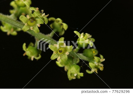 Natural plant Hazenoki, female flower. Flower leaves with a black tip. Did you pollinate? 77629296