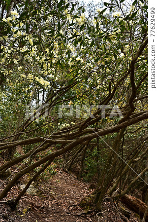 From the Mukaiyama mountain range From the Mukaiyama mountain range 77629499