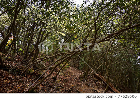 從向山山脈 77629500