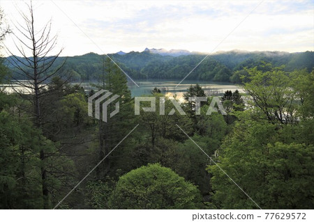 清晨的桂澤湖(北海道三笠市) 清晨的桂澤湖(北海道三笠市) 77629572