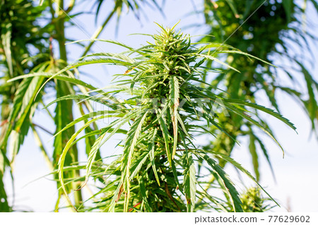 Hemp bushes against the blue sky. Cannabis leaves Hemp bushes against the blue sky. Cannabis leaves 77629602