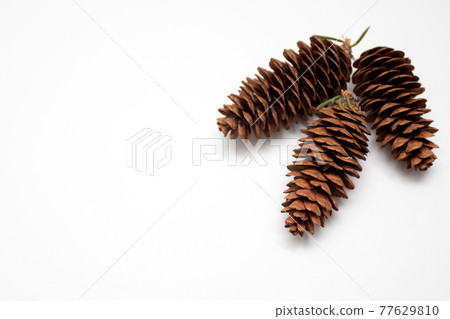 Fir cones isolated on white background Fir cones isolated on white background 77629810