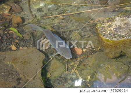 鯉魚 鯉魚 77629914