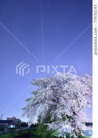 Contrails and cherry blossoms in full bloom in the night sky Contrails and cherry blossoms in full bloom in the night sky 77630143