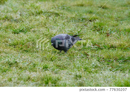 Dove in the rain Dove in the rain 77630207