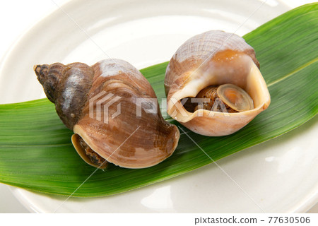 水煮北海道蝦夷貝 77630506