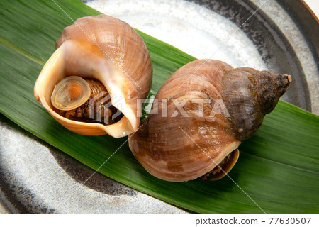 水煮北海道蝦夷貝 77630507