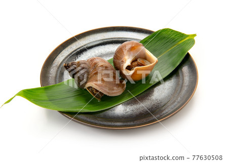 Boiled Hokkaido Ezobai shellfish Boiled Hokkaido Ezobai shellfish 77630508
