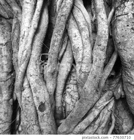 black and white closeup of tree trunk roots with carvings 77630710