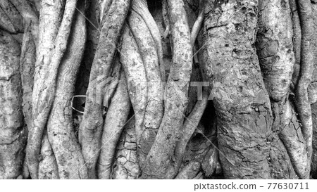 black and white closeup of tree trunk roots with carvings 77630711