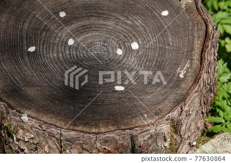 Cherry blossom petals scattered on the stump 77630864