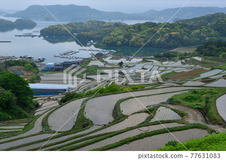 Rice terrace of Oura Rice terrace of Oura 77631083
