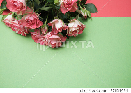 Rose buds on a colored paper background. Spring flowers. Place for text Rose buds on a colored paper background. Spring flowers. Place for text 77631084