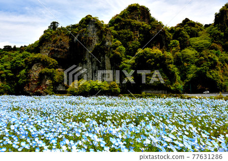 藍色洞穴的 Nemophila 領域 77631286