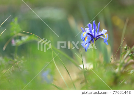 Rin and blooming iris swaying in the soft spring sunshine 77631448