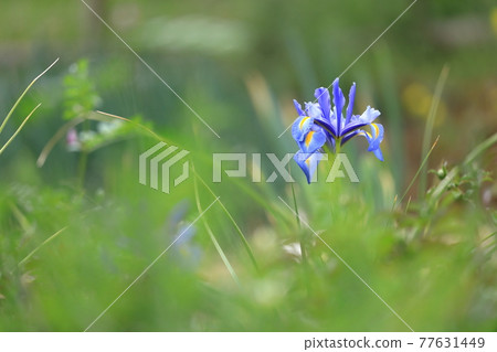 Rin and blooming iris swaying in the soft spring sunshine Rin and blooming iris swaying in the soft spring sunshine 77631449