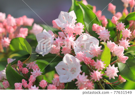 Kalmia (美國 Ishikusuhana) 花和芽 Kalmia (美國 Ishikusuhana) 花和芽 77631549