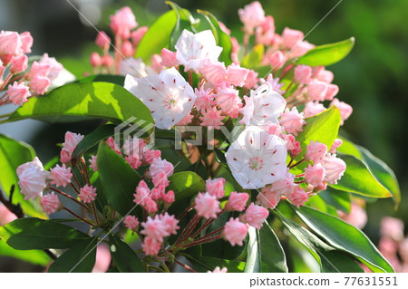 Kalmia (American Ishikusuhana) flowers and buds 77631551