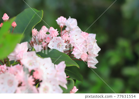 Kalmia (American Ishikusuhana) flowers and buds Kalmia (American Ishikusuhana) flowers and buds 77631554