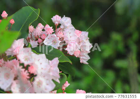 Kalmia (American Ishikusuhana) flowers and buds Kalmia (American Ishikusuhana) flowers and buds 77631555